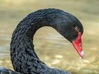 Schwarzer Schwan Porträt